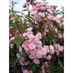 Rožių krūmai internetu su pristatymu į namus