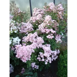 Rožių krūmai internetu su pristatymu į namus