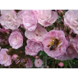 Rožė - Rosa HEAVENLY PINK ®