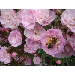 Rosa HEAVENLY PINK ®