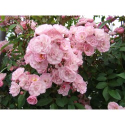 Rožė - Rosa HEAVENLY PINK ®