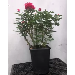 Rožė - Rosa HENRI MATISSE ®