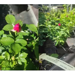 Rožė - Rosa HENRI MATISSE ®