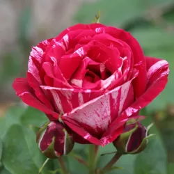 Rožė - Rosa HENRI MATISSE ®