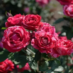 Rosa HENRI MATISSE ®