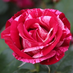 Rožė - Rosa HENRI MATISSE ®