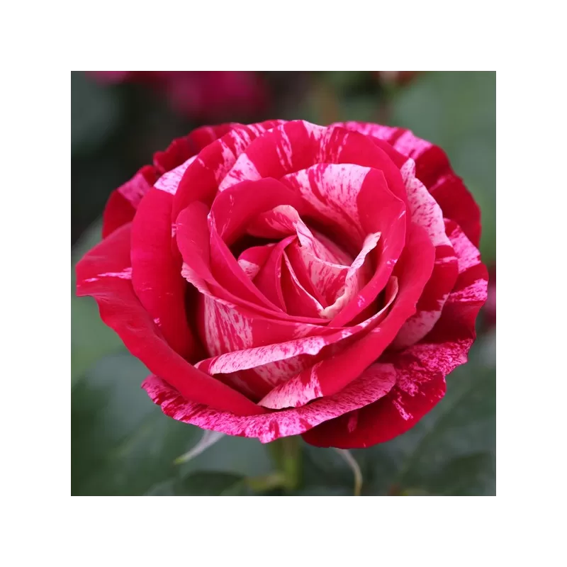 Rožė - Rosa HENRI MATISSE ®