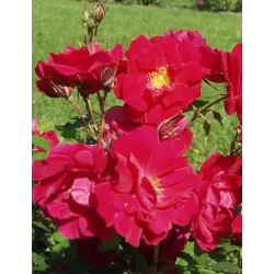 Rožė - Rosa HENRY KELSEY