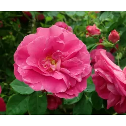Rožė - Rosa HENRY KELSEY