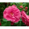 Rožė - Rosa HENRY KELSEY