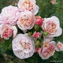 Rosa HERKULES