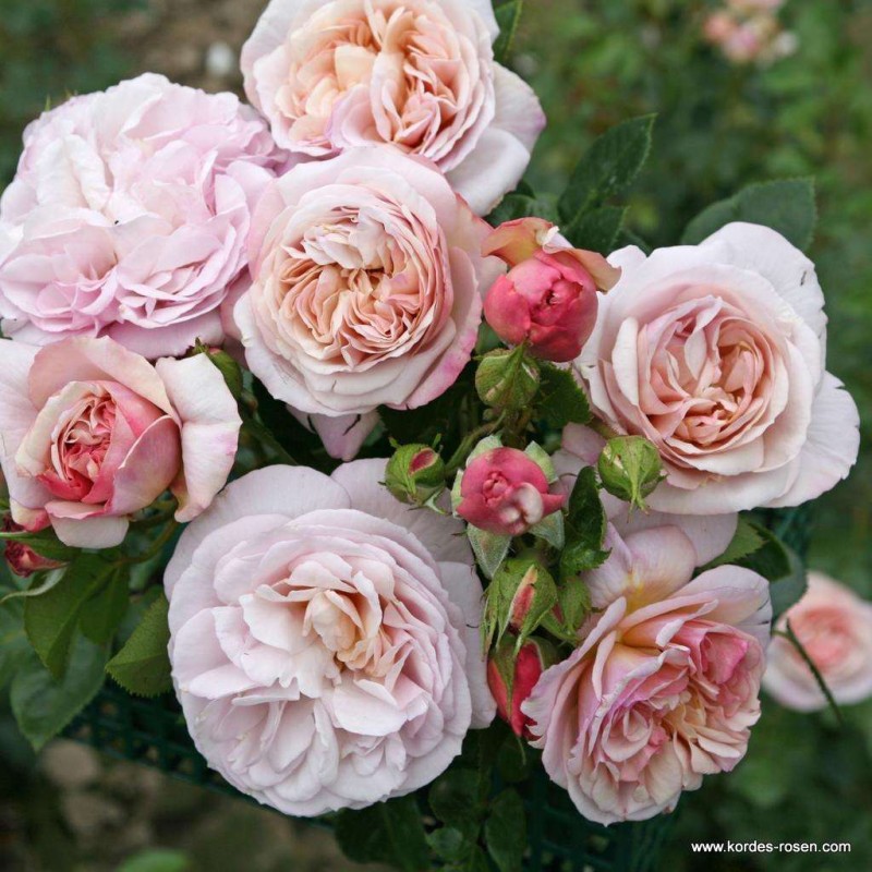 Rožė - Rosa HERKULES