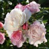 Rožė - Rosa HERKULES