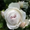 Rožė - Rosa HERZOGIN CHRISTIANA