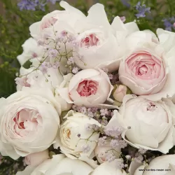 Rožių krūmai internetu su pristatymu į namus