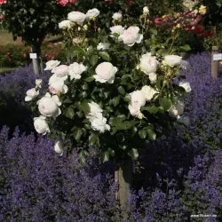 Rožių krūmai internetu su pristatymu į namus