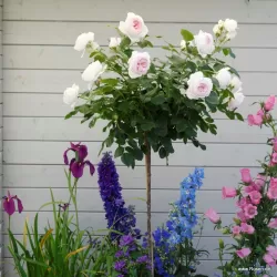 Rožė - Rosa HERZOGIN CHRISTIANA