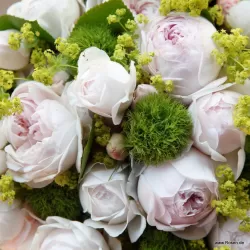 Rožių krūmai internetu su pristatymu į namus