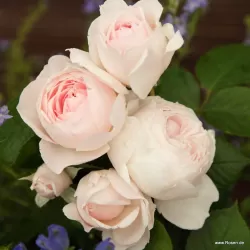 Rožių krūmai internetu su pristatymu į namus