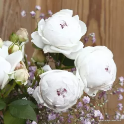Rožė - Rosa HERZOGIN CHRISTIANA