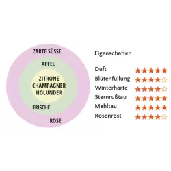 Rožių krūmai internetu su pristatymu į namus