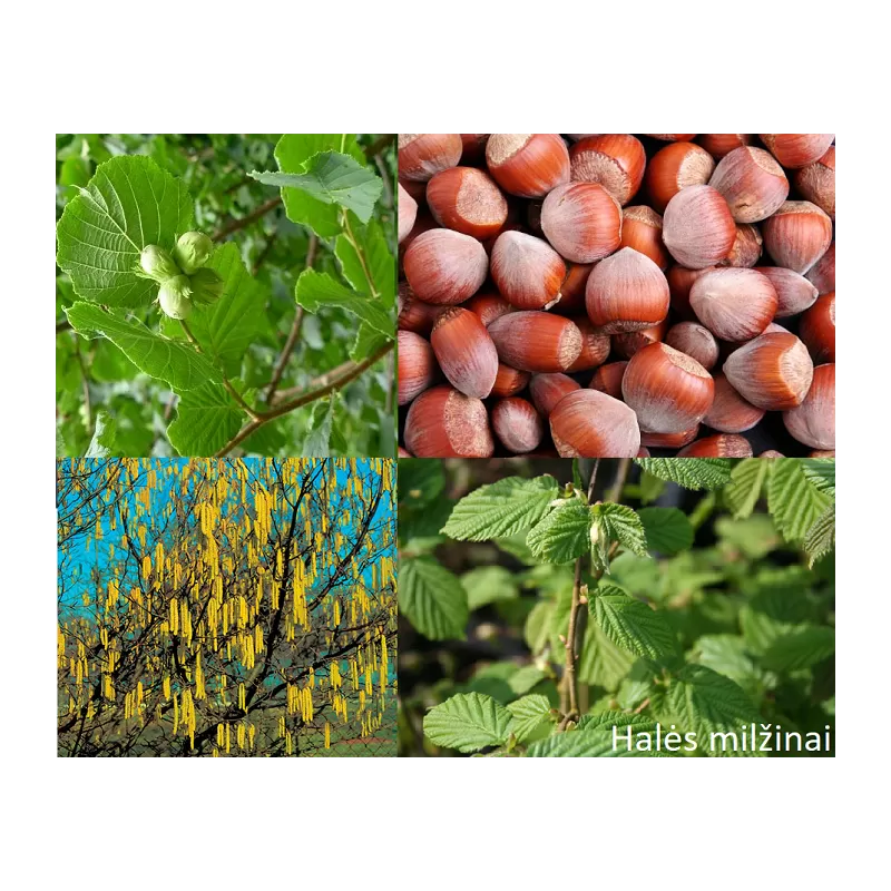 Lazdynas - Corylus avellana HALĖS MILŽINAI