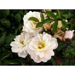 Plants with home delivery