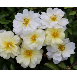 Plants with home delivery