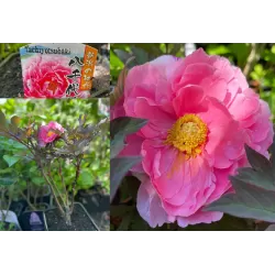 Bijūnas krūminis - Paeonia suffruticosa YACHIYO TSUBAKI