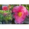Bijūnas krūminis - Paeonia suffruticosa YACHIYO TSUBAKI
