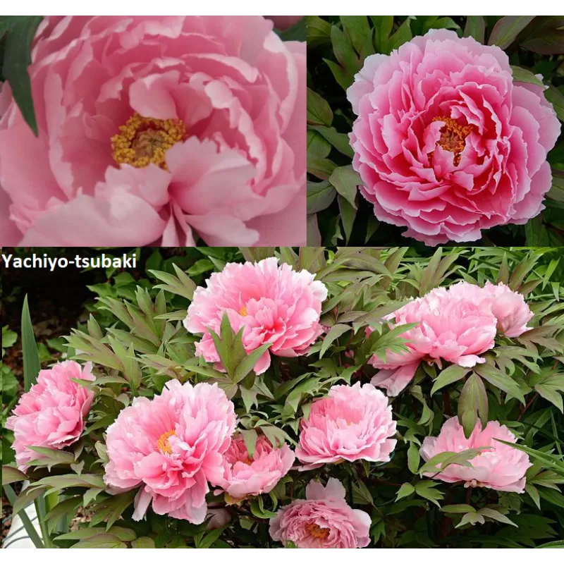 Bijūnas krūminis - Paeonia suffruticosa YACHIYO TSUBAKI
