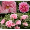 Bijūnas krūminis - Paeonia suffruticosa YACHIYO TSUBAKI