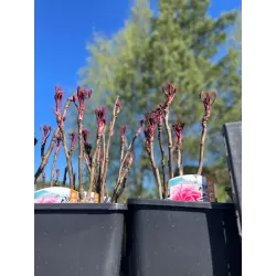 Bijūnas krūminis - Paeonia suffruticosa YACHIYO TSUBAKI