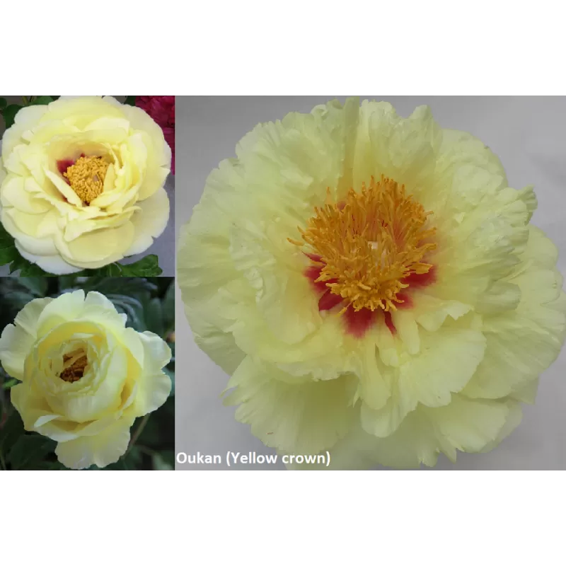 Bijūnų Oukan sodinukai su pristatymu į namus