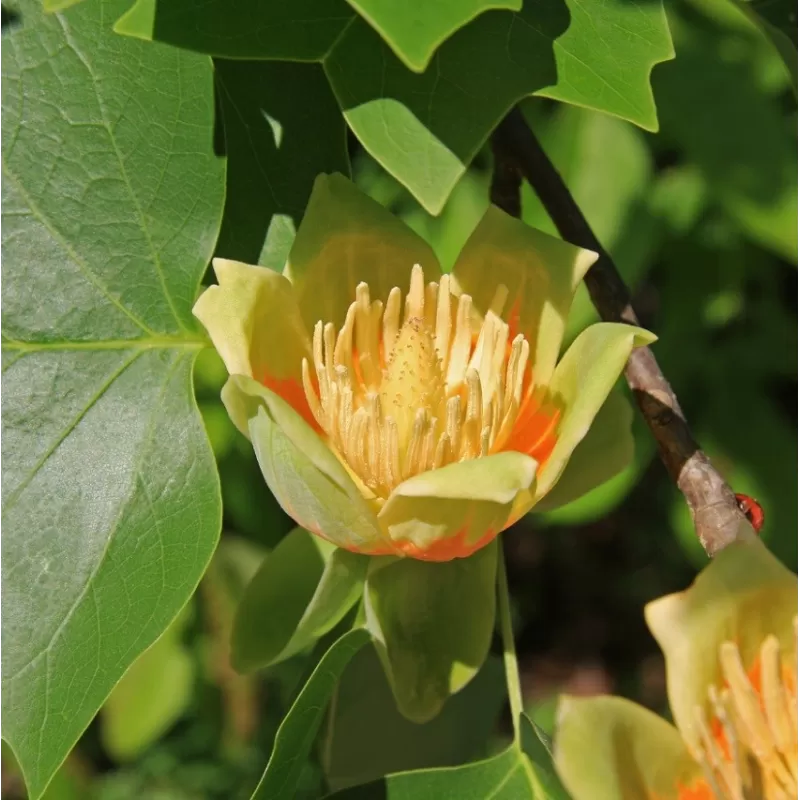 Gelsvažiedžių tulpmedžių sodinukai su pristatymu į namus