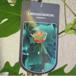 Gelsvažiedžių tulpmedžių sodinukai su pristatymu į namus