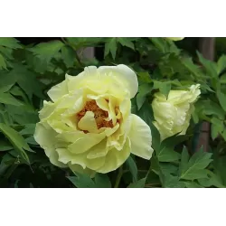 Bijūnų Oukan sodinukai su pristatymu į namus