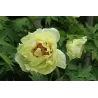 Bijūnas krūminis - Paeonia suffruticosa OUKAN