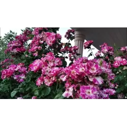 Rosa PURPLE SPLASH