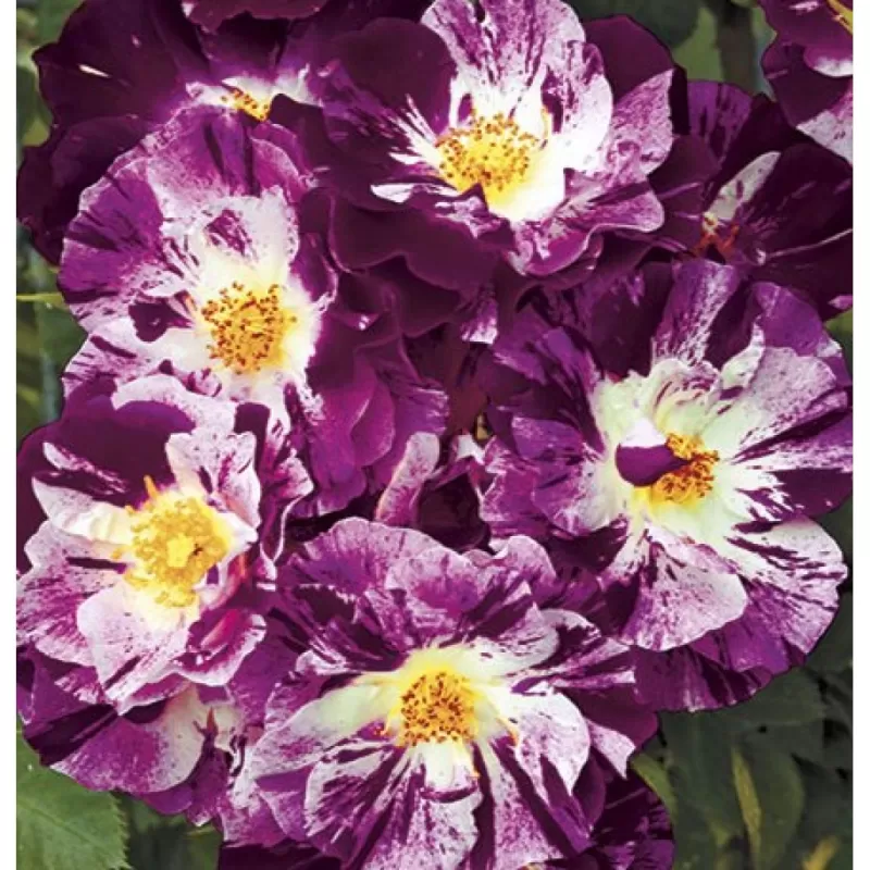 Rosa PURPLE SPLASH
