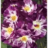 Rosa PURPLE SPLASH