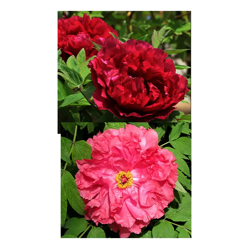 Užsisakyk augalus pavasariui jau dabar