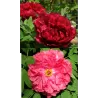 Bijūnas krūminis - Paeonia suffruticosa TAIYOU/ TAIYO