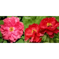 Užsisakyk augalus pavasariui jau dabar