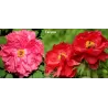 Bijūnas krūminis - Paeonia suffruticosa TAIYOU/ TAIYO
