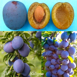 Naminė slyva - Prunus domestica KALIPSO / CALYPSO