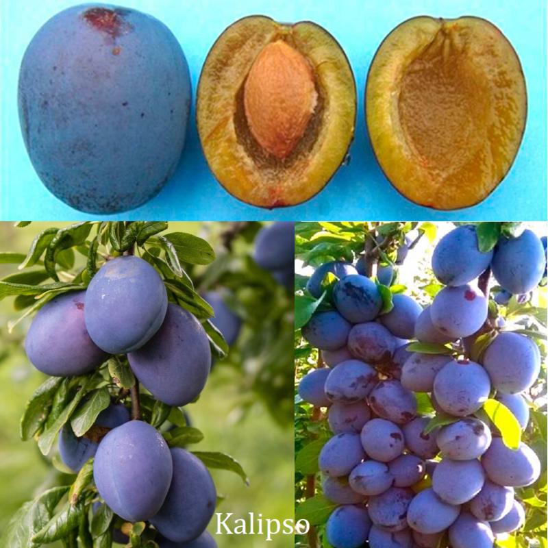 Plumm - Prunus domestica KALIPSO