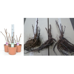 Krūminis (medėjantis) bijūnas (Japonija) - Paeonia (suffruticosa) SHIUNDEN 2-5st P20C5.6L su fotoetikete pernai žydėjo ir šiemet žydės