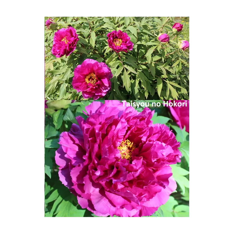 Bijūnas krūminis - Paeonia suffruticosa TAISYOU NO HOKORI