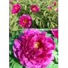 Bijūnas krūminis - Paeonia suffruticosa TAISYOU NO HOKORI